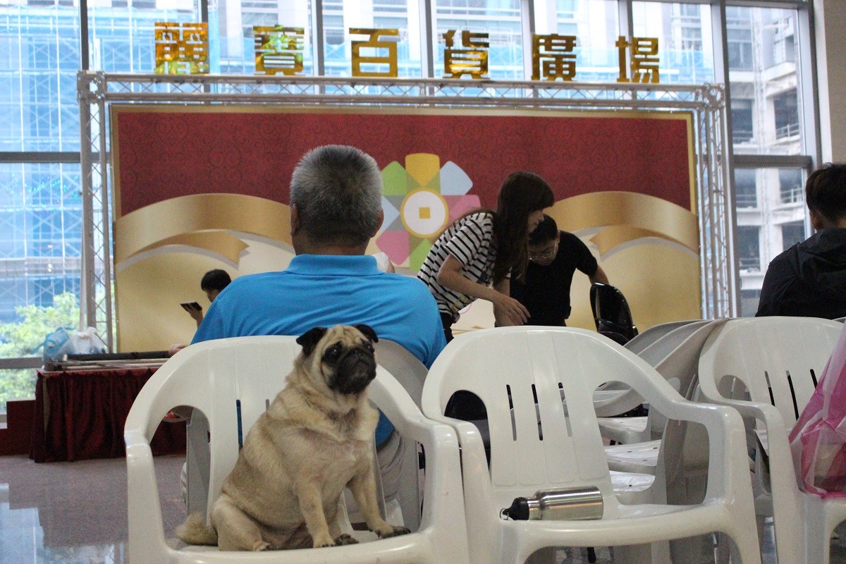 17日由新北寵物公會主辦的送養活動中，有許多飼主帶著寵物一同來聽講座。　李娉婷/攝