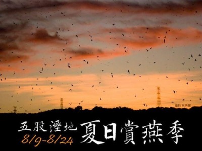 成千上萬的燕子快速地在空中飛舞，場面非常壯觀。  取自荒野保護協會  林秀麗/攝