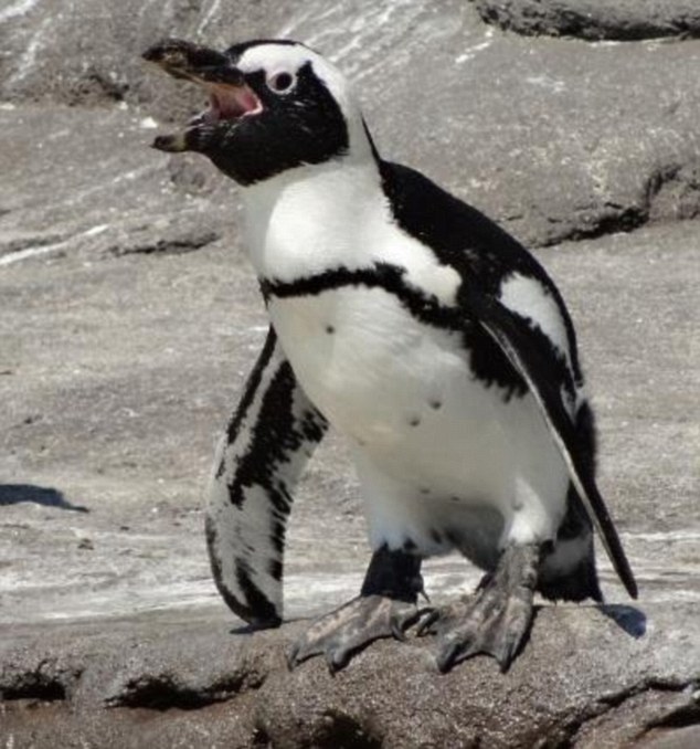 非洲企鵝發出叫聲時會有特定姿勢。　取自網路