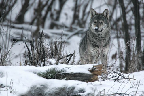 野化保育中，食物鏈頂端的掠食者扮演重要角色，狼就是掠食者之一。　/取自網路