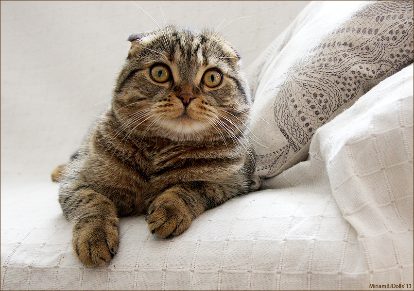 摺耳貓可愛的代價，是軟骨發育不全產生的病變。　Flickr_ Miriam