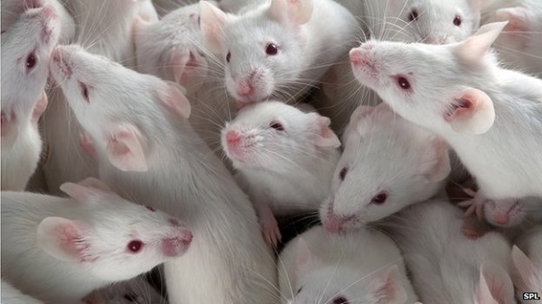 英國的動物實驗中，使用小鼠、大鼠和魚的比率高達75％。　取自網路