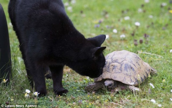 英國116歲的烏龜Tommy現在有貓咪當保鑣。　取自網路