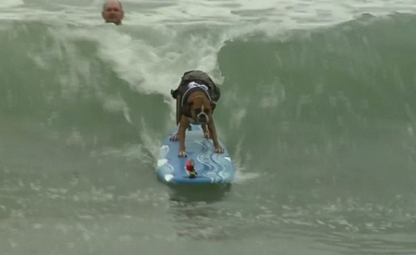 這是大型狗冠軍Hanzo的衝浪英姿！　取自網路