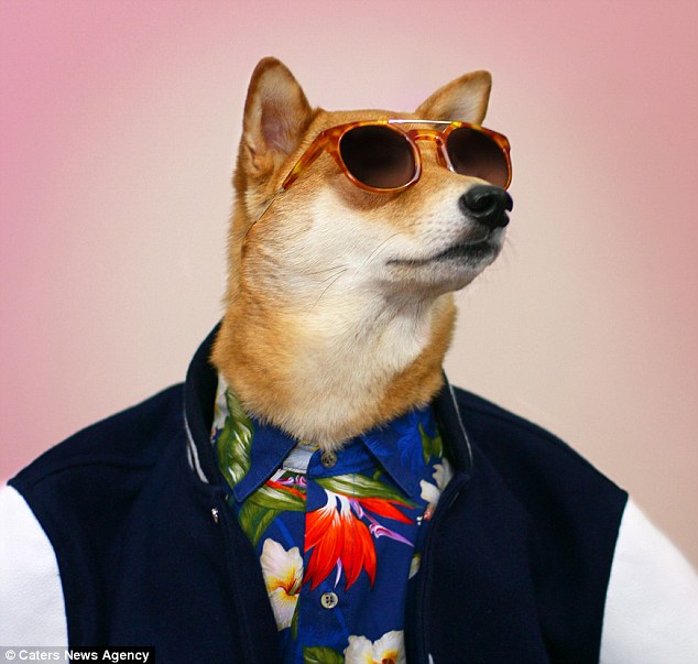 紐約的柴犬換上男裝的照片，吸引14萬名粉絲關注！　取自網路