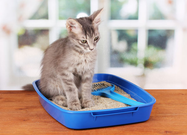 如何判斷貓砂好壞？可從酸鹼度、含水量、吸附量和香味來觀察。　取自網路
