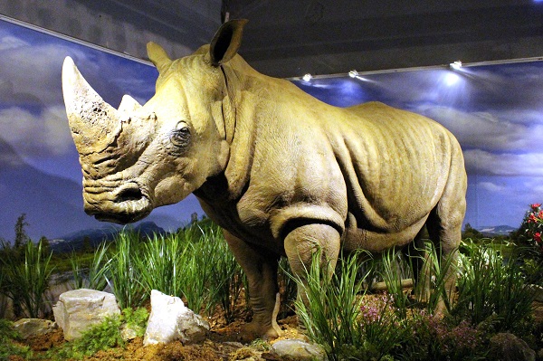 林文龍製作的白犀牛標本創下全世界最大白犀牛標本紀錄。　何宜/攝