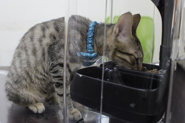 當貓咪踏上餵食器的體重計時，餵食器就啟動貓臉辨識，分辨進食的貓咪並調配飼料份量。　江幸芸/攝