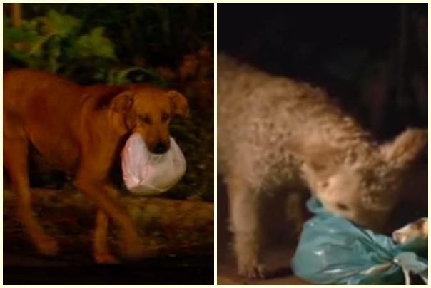 巴西的狗狗Lilica（左）每天晚上走13公里的路幫朋友（右）覓食。　取自網路