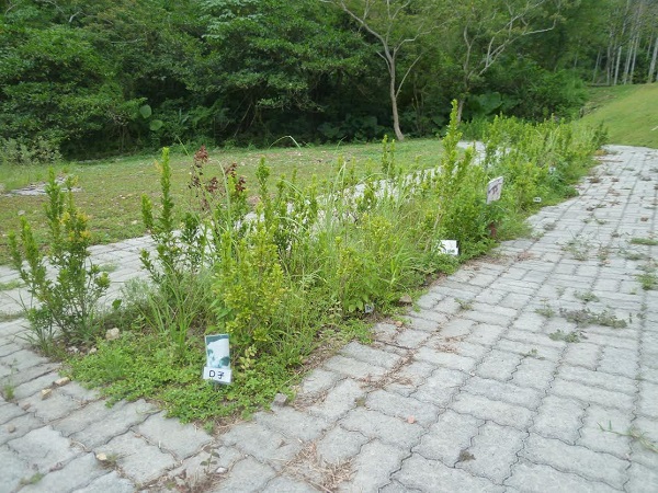福園寵物陵園的花葬區，3年後可將種植的矮仙丹帶回。 宜蘭縣動植物防疫所/提供