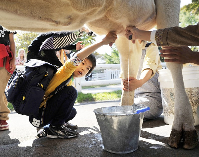 深受兒童歡迎的擠牛奶體驗，考量牛隻壓力而決定終止。 取自《每日新聞》