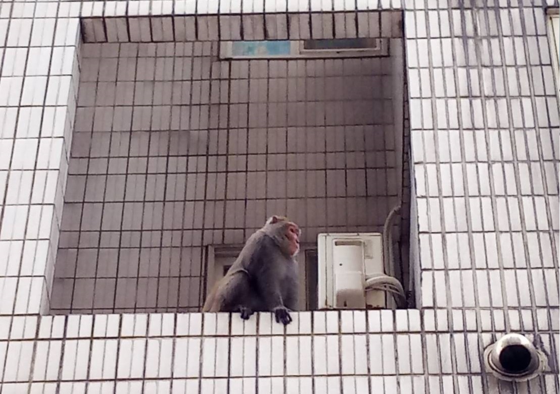 基隆市中正區一座社區內竟然有隻台灣獼猴出現。基隆動保所/提供