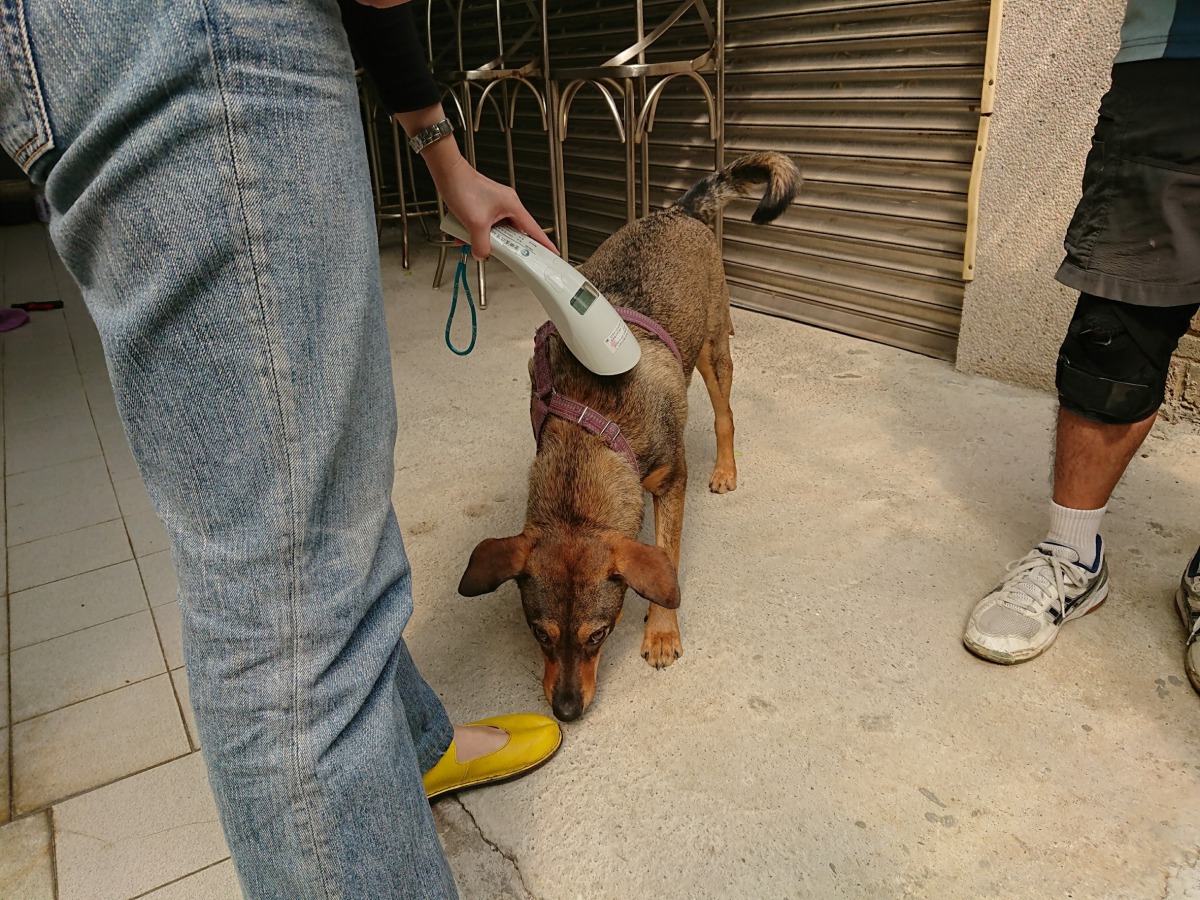 新竹市在「全國家犬絕育大賽」中動員全數村里，報名參與比賽的村里數達到100%。中華民國保護動物協會/提供