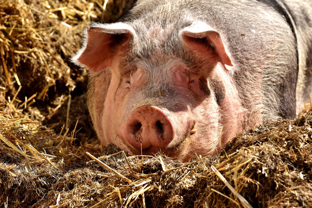 香港屠宰場傳出非洲豬瘟疫情，撲殺6000隻豬。豬隻示意圖，取自Pixabay
