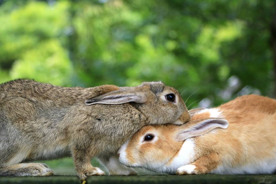 兔子也和貓狗一樣，有被棄養的問題。　取自Friend Rabbit Photograph臉書