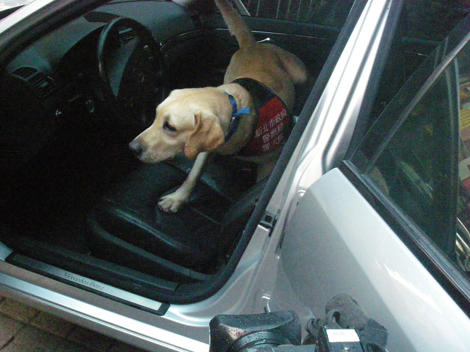 警犬Amy在藏匿槍枝的車上嗅聞，找到了漏網之魚。 取自永和警聲雲臉書
