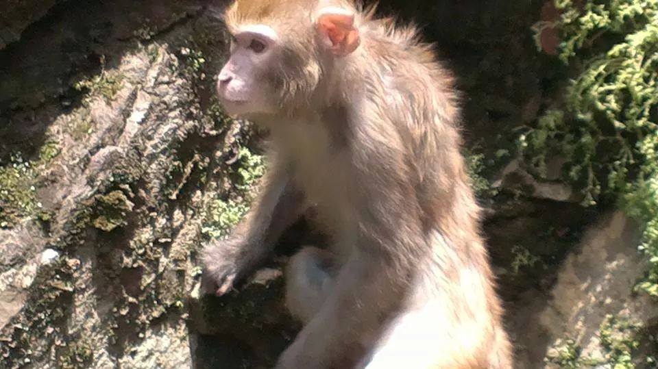 小帥猴的毛色較淡，原飼主蔡先生表示可能是因為牠喜歡喝養樂多與有定期清潔。　　 蔡先生/提供