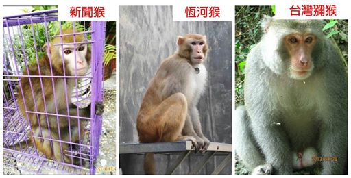 最左為新聞中當事猴，表情非常的迷人，是隻台灣獼猴，不過膚色和毛色都更接近恆河猴。　取自林美美臉書