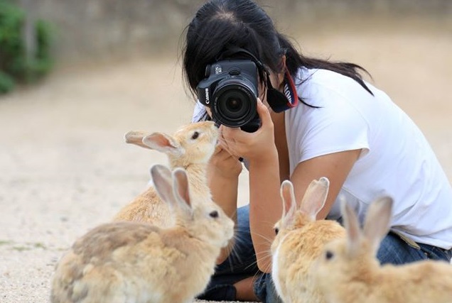 鄭如敏為中途兔們拍攝照片，增加送養率。　取自Friend Rabbit Photograph臉書