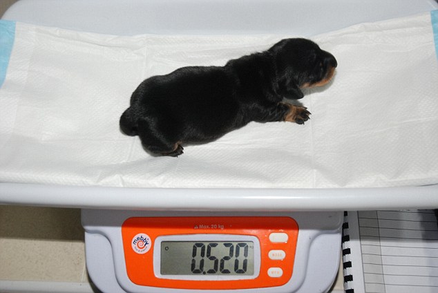迷你維尼剛出生時只有520克重，並在隔離區生活了一段時間。 取自網路
