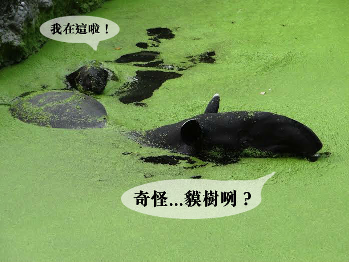 整片護城河水池蓋滿浮萍，貘樹喜歡潛水玩躲貓貓。  台北動物園/提供