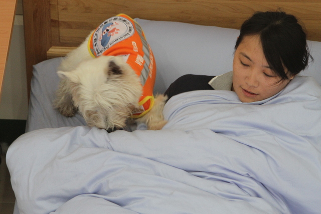 台灣的導聾示範犬西西聽到鬧鐘聲音後，叫人起床。　/取自網路