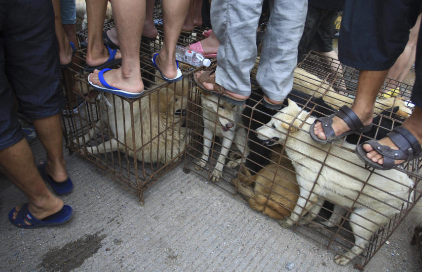 在玉林狗肉節期間，狗肉攤販和當地居民站在狗籠子上，面對動保人士的抗議。 取自網路