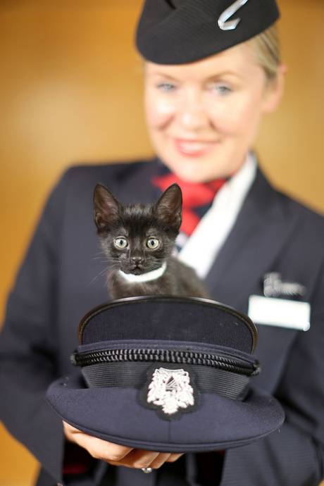這隻小貓的影像除了會在機上播放之外，也可以讓乘客領養回家！Paws and Relax頻道與愛護動物組織合作，同時幫助這些收容所中的小動物與乘客。　取自網路