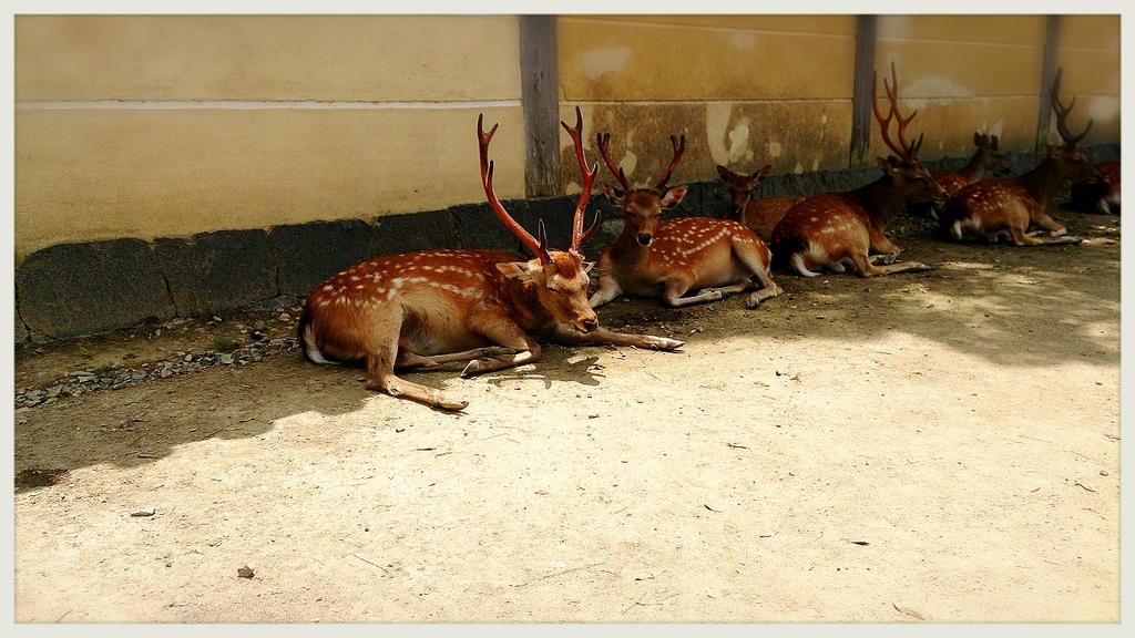 天氣太熱，鹿群們也受不了地躲到陰影下。　Isamumurakami/Twitter
