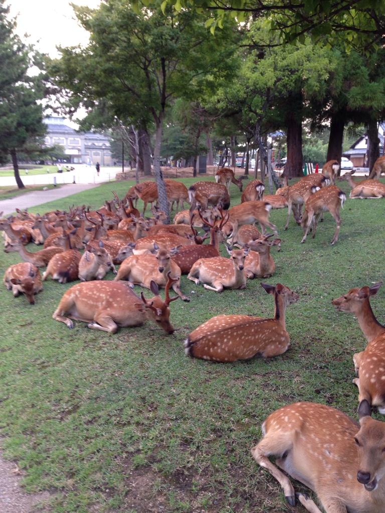 奈良公園內的梅花鹿是當地的觀光重點之一，大量鹿群畫面相當驚人。　Sinnonono/Twitter