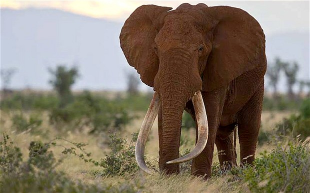 擁有巨大象牙的薩陶遭到盜獵者謀殺。　/取自Tsavo Trust（肯亞致力於保護野生地區與動物的非營利組織）