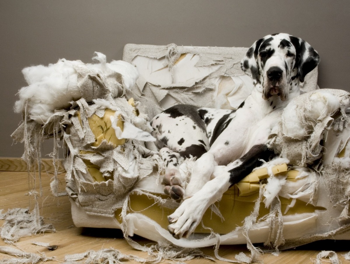 會破壞家具是許多房東拒絕寵物的原因。　取自網路