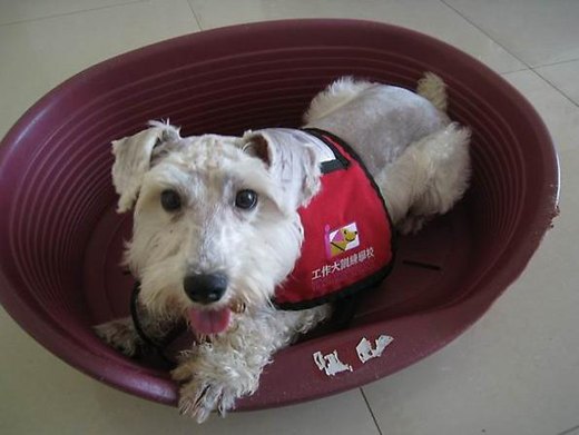 原本是隻流浪犬的Ally，是台灣第一隻導聾犬，也是台灣目前唯一一隻已開始服務的導聾犬。 /取自屏科大工作犬訓練中心