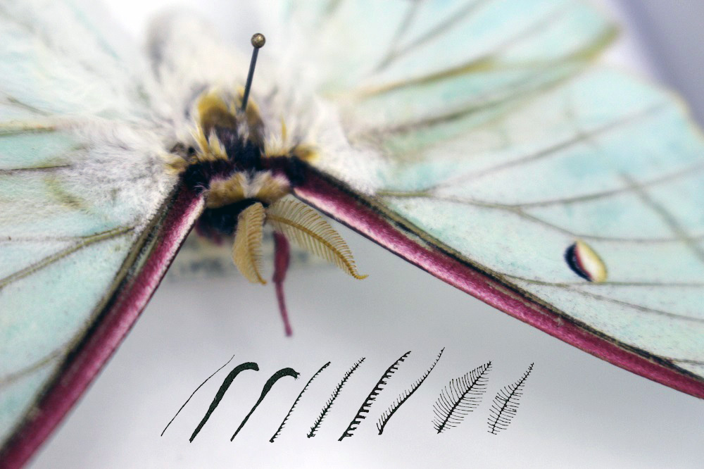 蛾的觸角多樣化。 李娉婷/攝