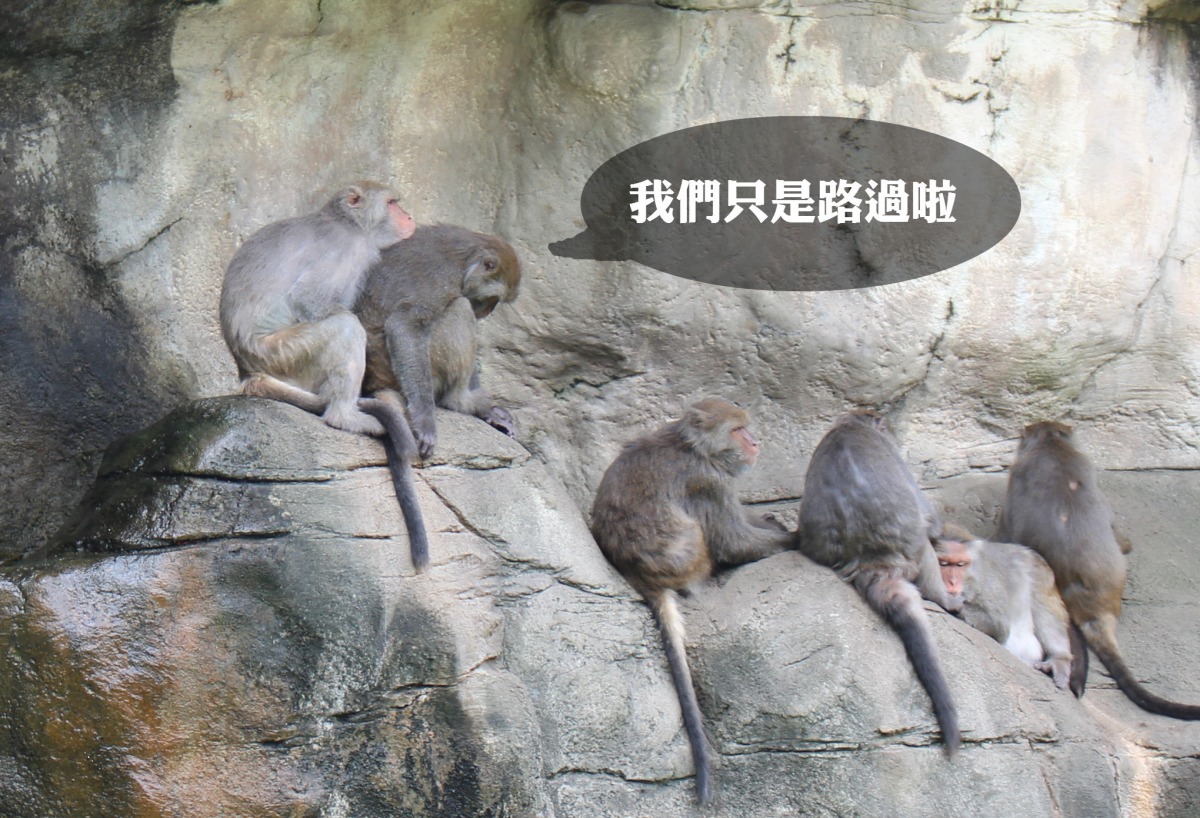 猴群在經過岩壁時帶動小碎石。（示意圖，非谷關工務段山壁）　李娉婷/攝