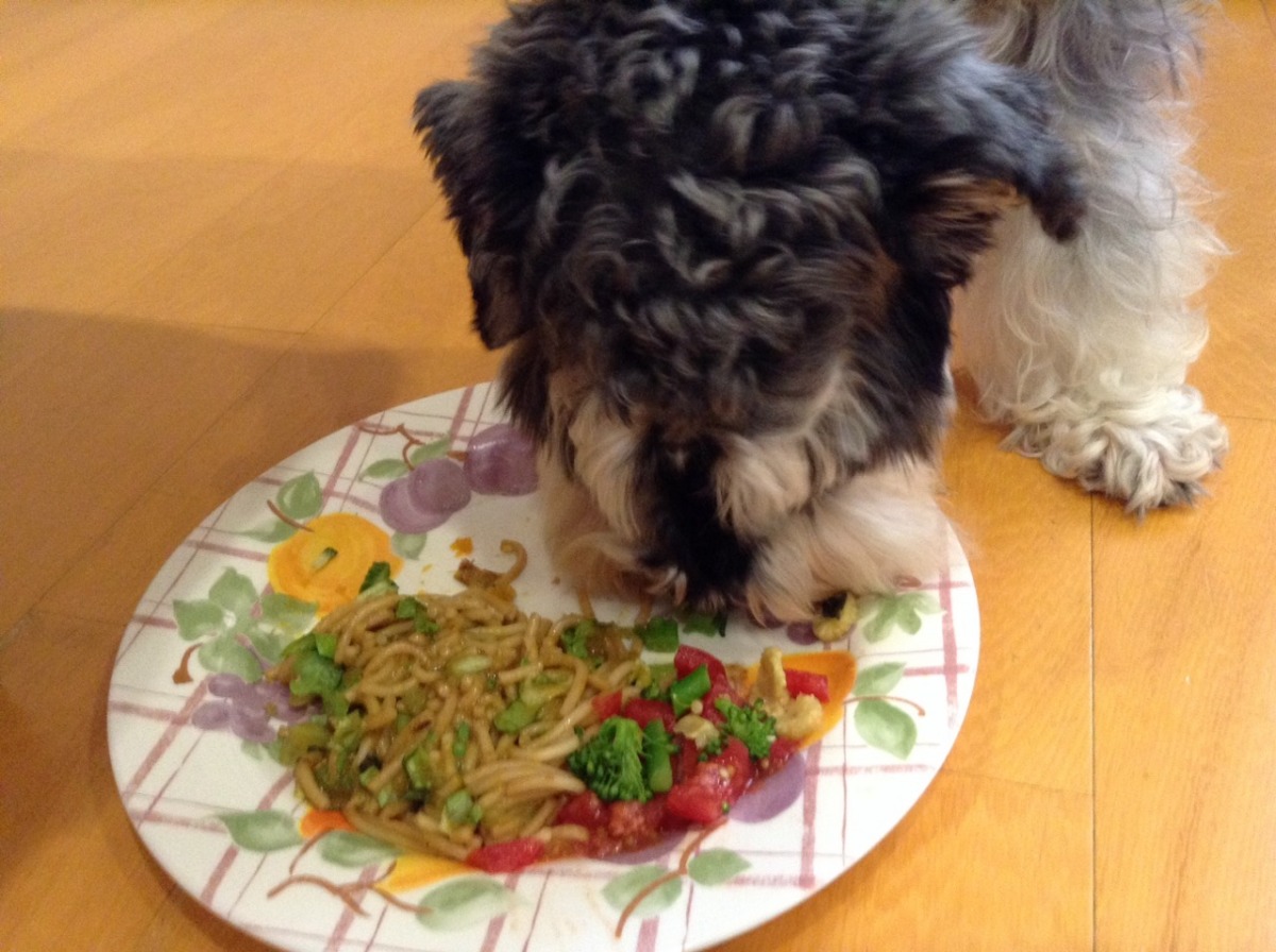 葉柏君自家的狗狗和她一樣是素食主義者，對於主人親手做的鮮食非常捧場。　葉柏君/提供