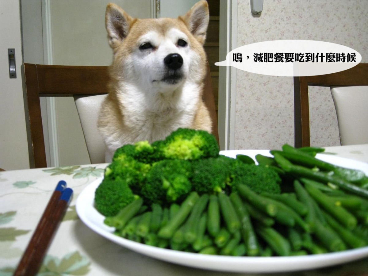 狗能吃素嗎？只吃蔬菜水果營養絕對不夠，但配方素飼料沒問題！　取自網路